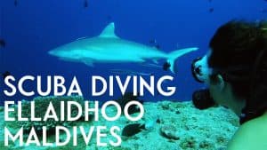 scuba diving ellaidhoo maldives by cinnamon stoked for travel