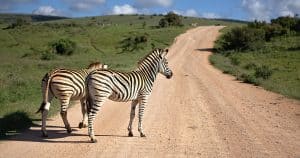 South Africa travel tips cape town jbay surfing garden route safari