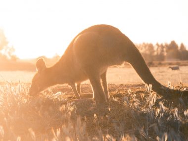 east coast australia itinerary 4 weeks sydney to cairns travelling australia tips